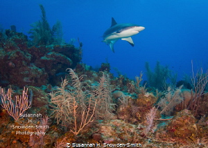 "On Patrol" - A Caribbean reef shark sweeps in for a clos... by Susannah H. Snowden-Smith 